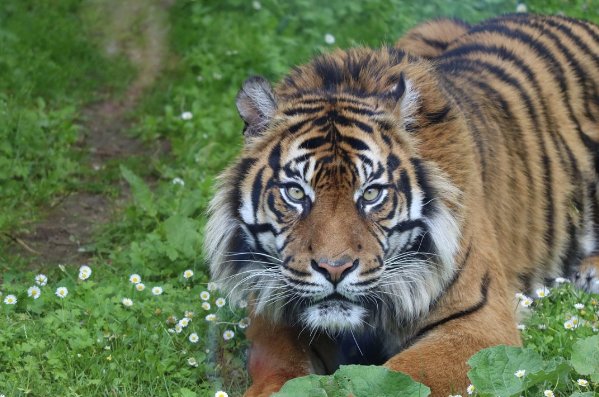 掉以轻心打一个生肖