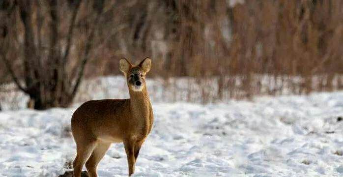 网曝二级保护动物獐被“活体取奶”，官方如何回应？