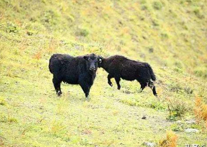 为什么要培育无角的牦牛呢？