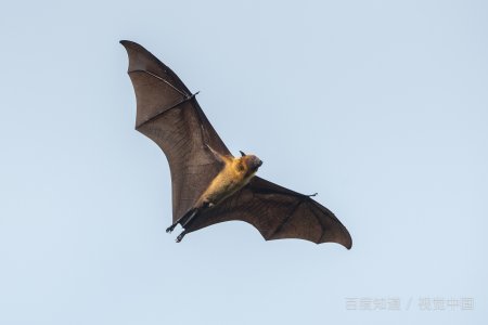 普通蝙蝠是一种什么生物?