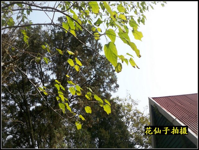 楸叶泡桐的栽培技术