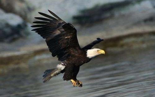 hawk和eagle有什么区别？