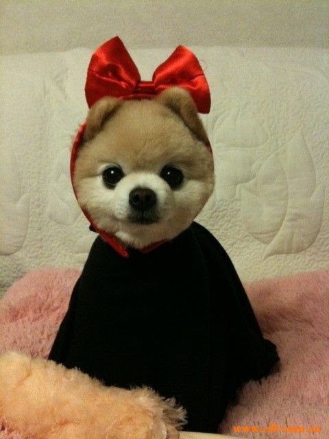 一只英系博美俊介幼犬多少钱? 俊介顽皮,忠诚,好饲养吗?