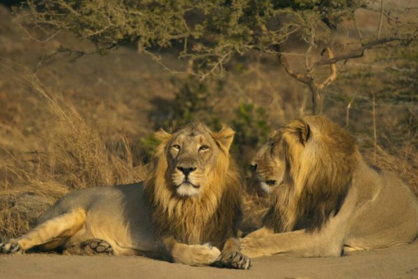 印度疫情蔓延至动物，8头狮子确诊感染新冠病毒，这些狮子将会如何处理？