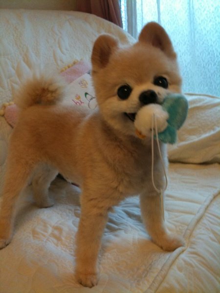 一只英系博美俊介幼犬多少钱? 俊介顽皮,忠诚,好饲养吗?