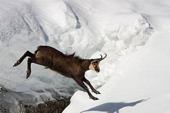 狼来了猜一水果名