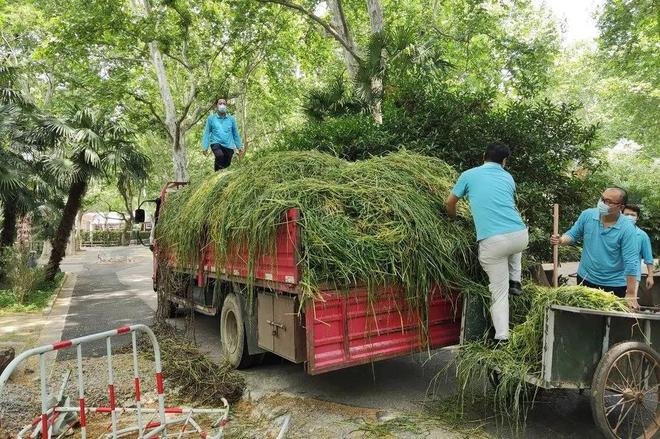 黔灵山因疫情闭园群猴下山觅食，疫情下，动物园的小动物们该怎么办？
