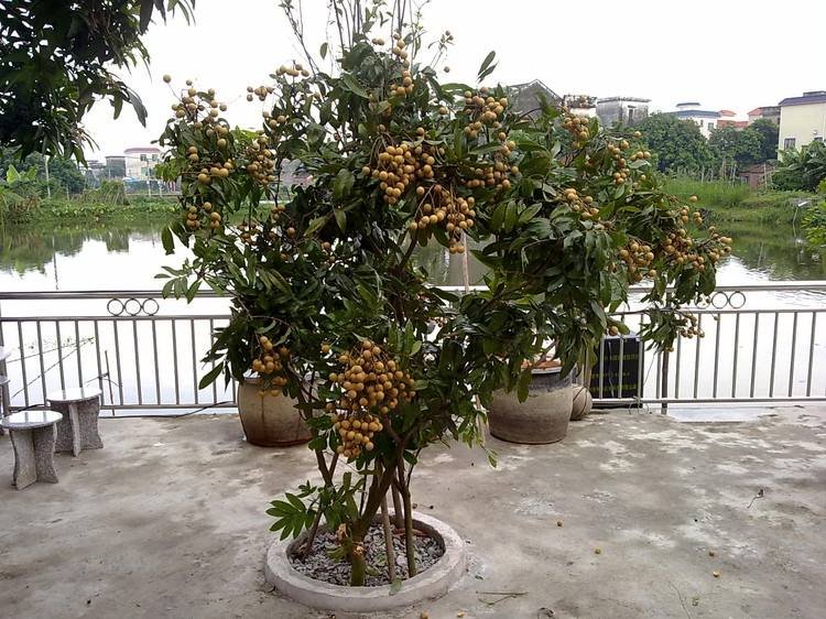 龙眼树要种多久才挂果?