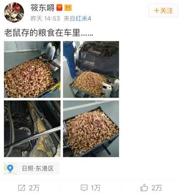 老鼠存花生被发现是怎么回事？