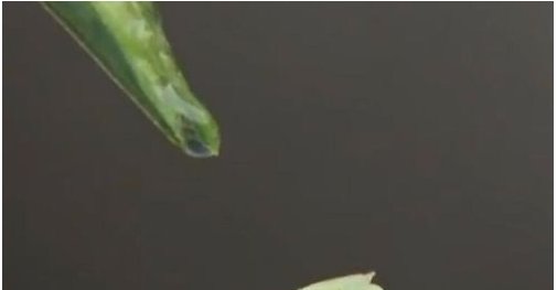 怎样提取丝瓜水