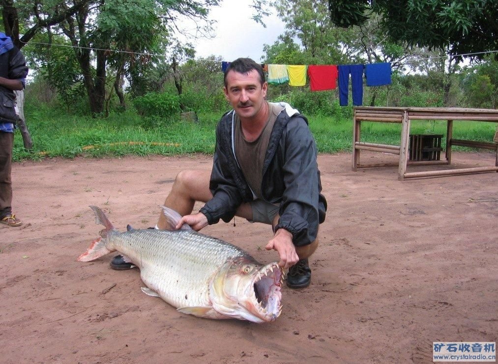 鲨鱼是鱼类最厉害的吗？