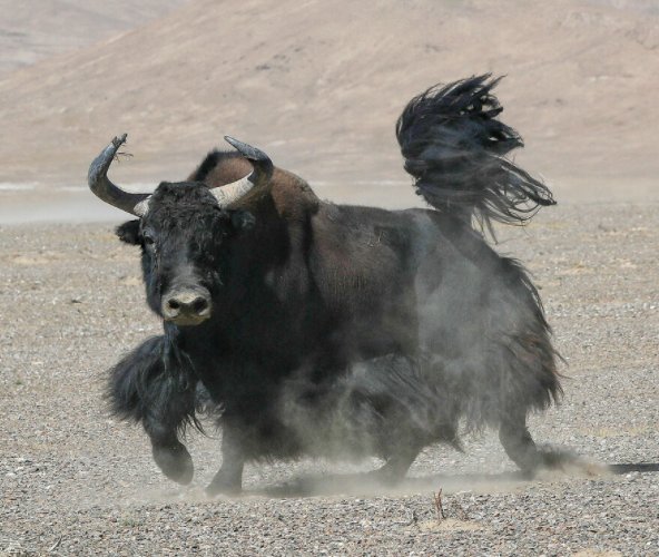 青海一男子靠牛粪堆躲过野牦牛攻击，野牦牛的战斗力有多强？