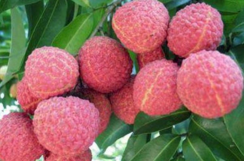 标价上千元一斤的挂绿荔枝，为何这么贵？