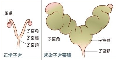 狗狗子宫蓄脓是怎么回事?