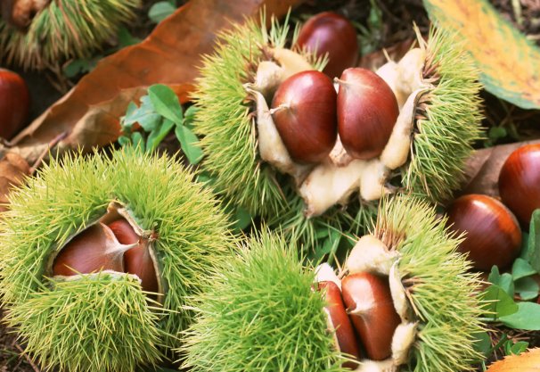 种子传播方法10种