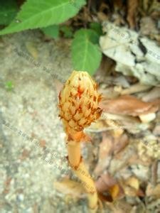 冬天麻的形态特征