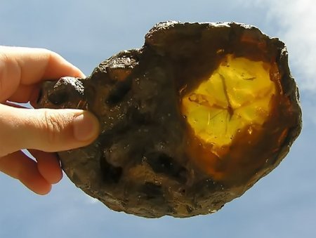 两只史前苍蝇交配时变成琥珀，持续4100万年，这是为何？