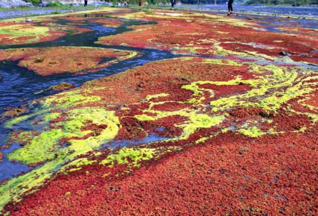 在自然界满江红指的是什么
