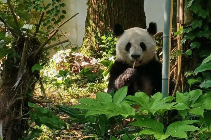黔灵山因疫情闭园群猴下山觅食，疫情下，动物园的小动物们该怎么办？