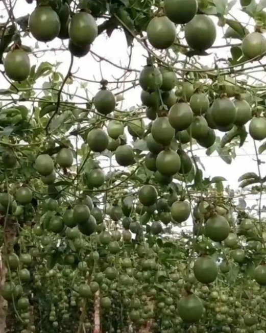 高温天气对百香果的影响是什么，有哪些防治的措施？