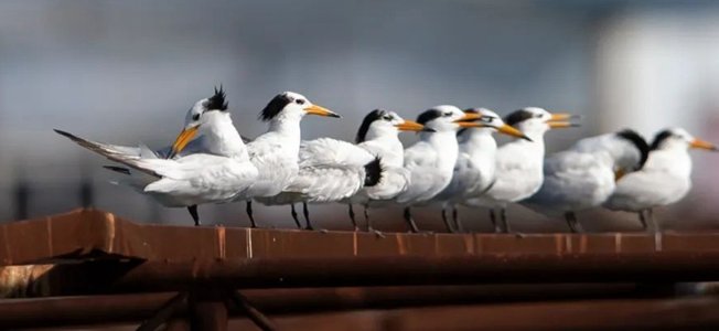 近100只极度濒危鸟类到达青岛胶州湾，为何会大批量出现？